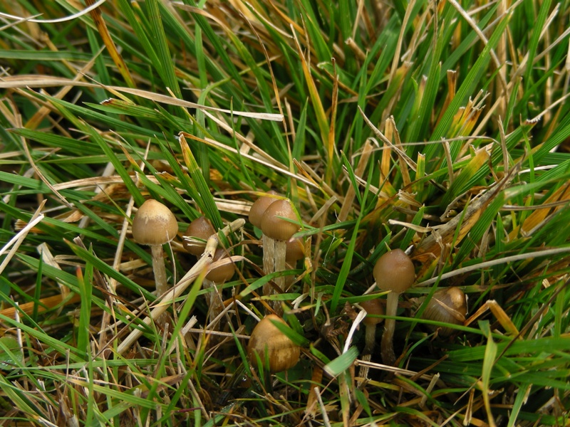 Viva le Hygrocybe!!!